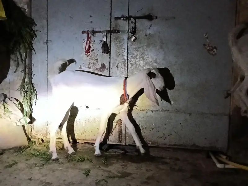 rajanpuri Bakra cross — photo 3
