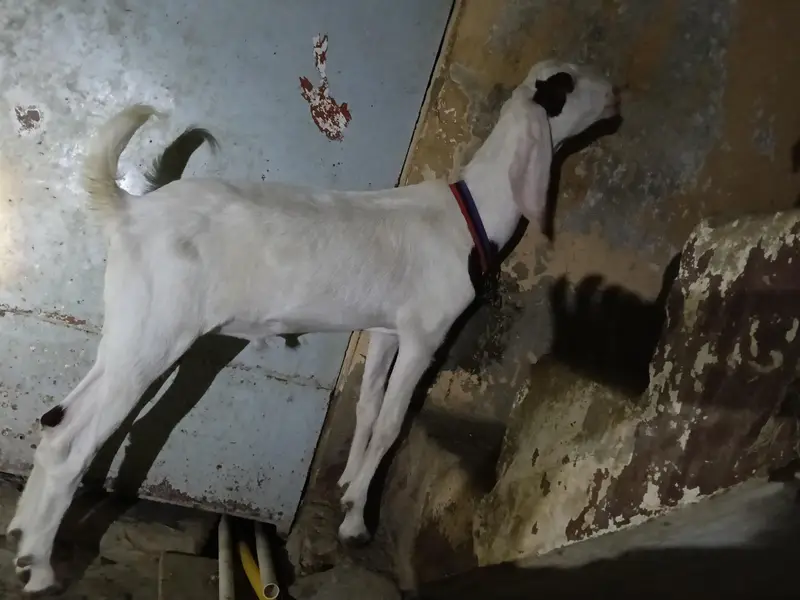 rajanpuri Bakra cross — photo 4