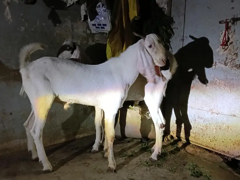 rajanpuri Bakra cross — photo 5