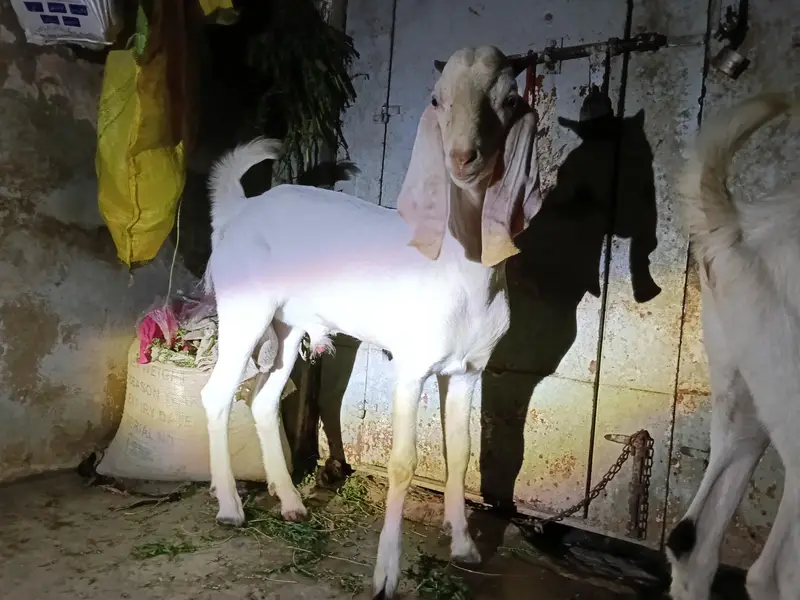 rajanpuri Bakra cross — photo 6