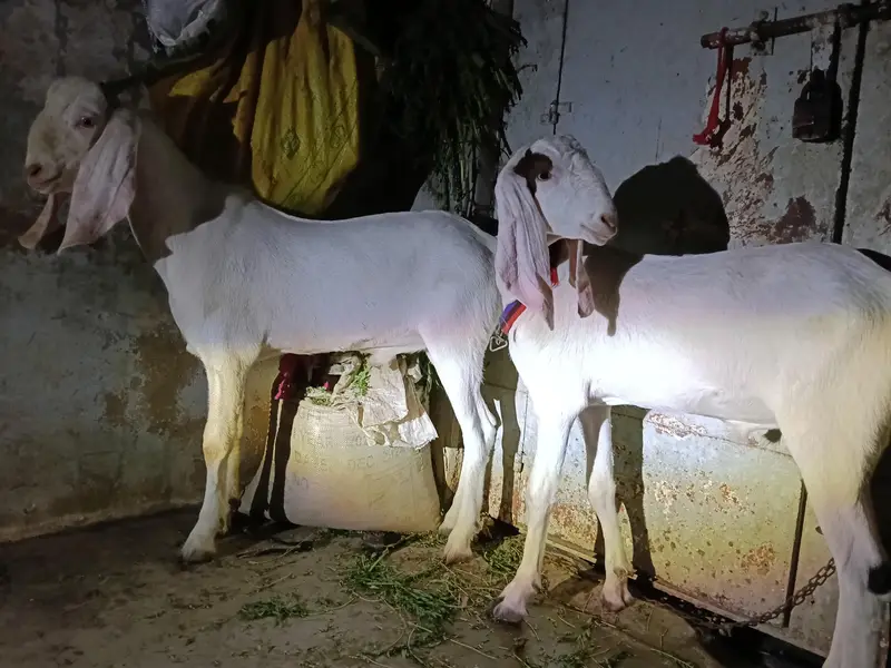 rajanpuri Bakra cross — photo 7