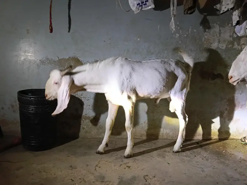 rajanpuri Bakra cross — photo 8
