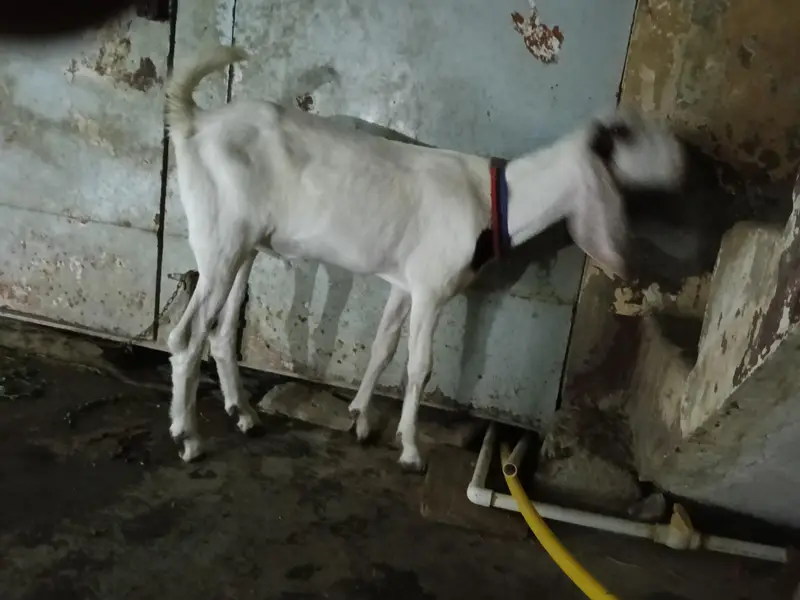 rajanpuri Bakra cross — photo 9