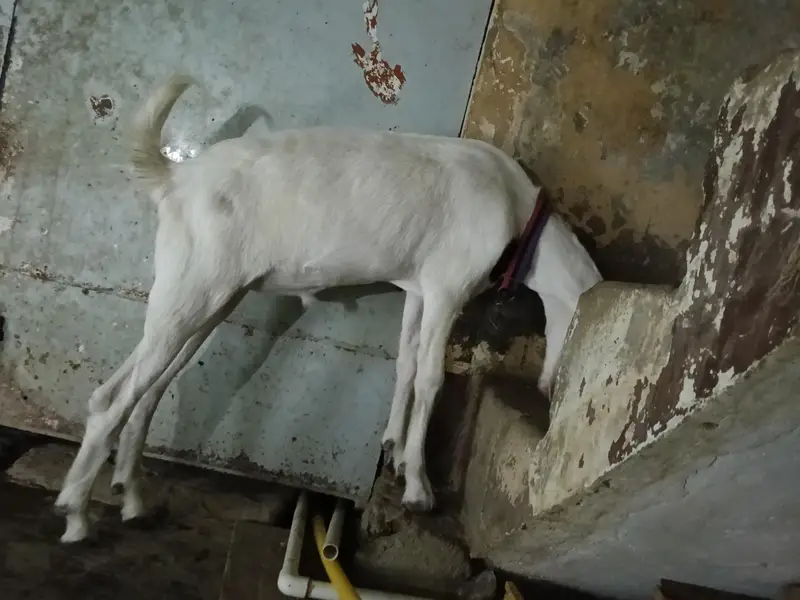 rajanpuri Bakra cross — photo 10
