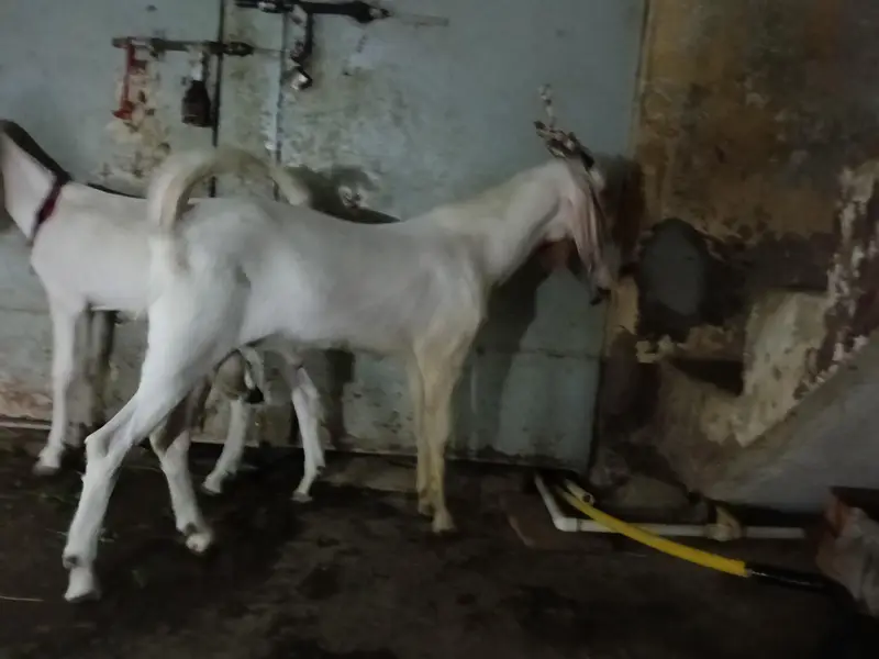 rajanpuri Bakra cross — photo 11