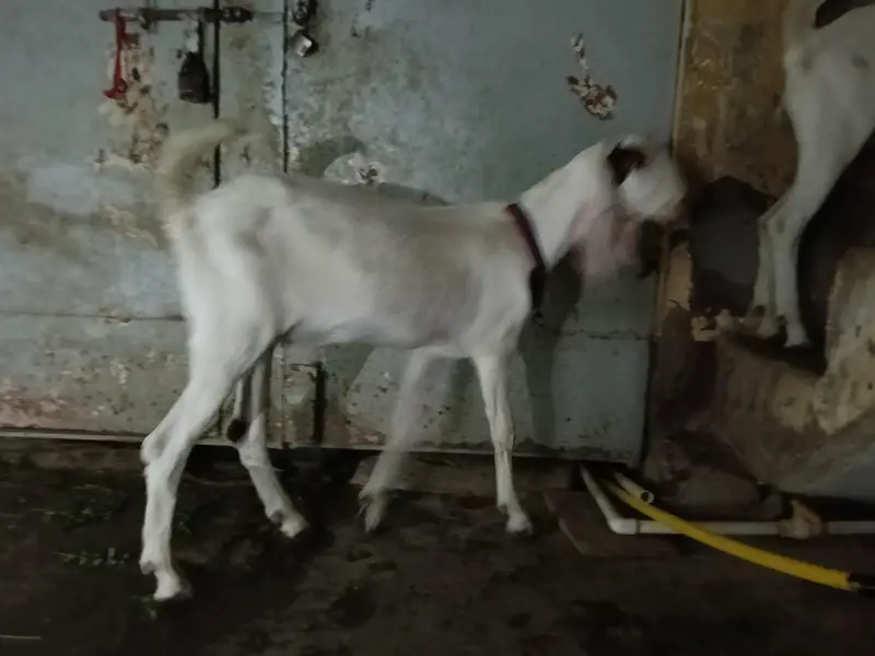 rajanpuri Bakra cross — photo 12