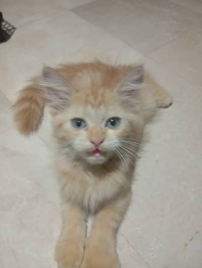 Persian mixed breed ginger kitten for sale