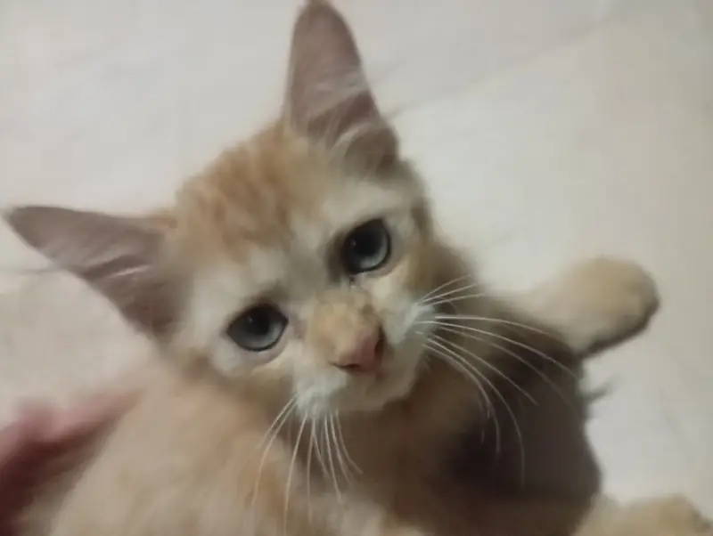 Persian mixed breed ginger kitten for sale — photo 2