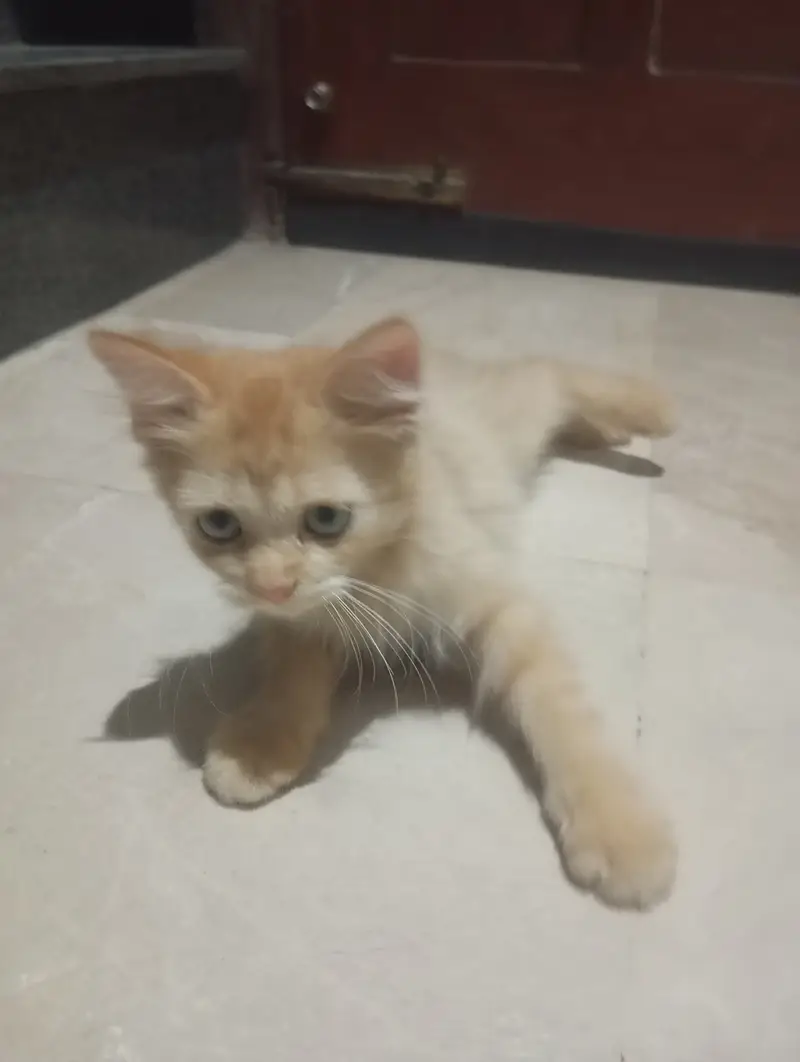 Persian mixed breed ginger kitten for sale — photo 3
