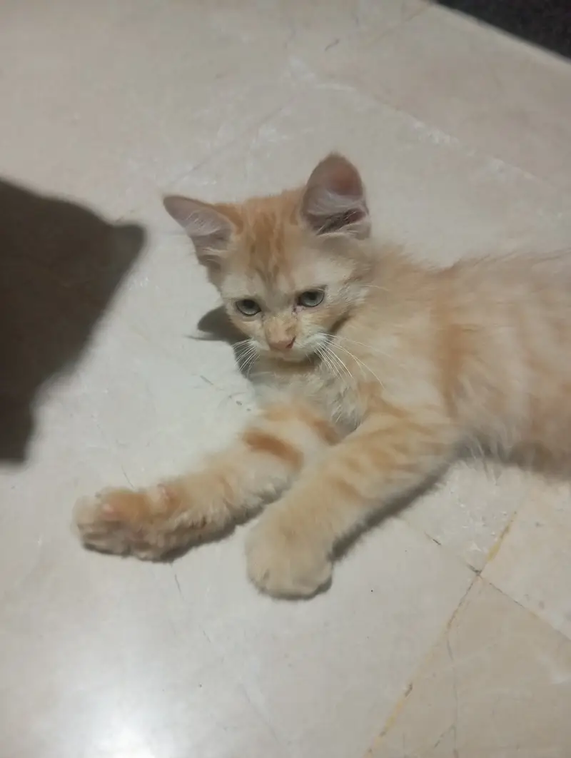 Persian mixed breed ginger kitten for sale — photo 4