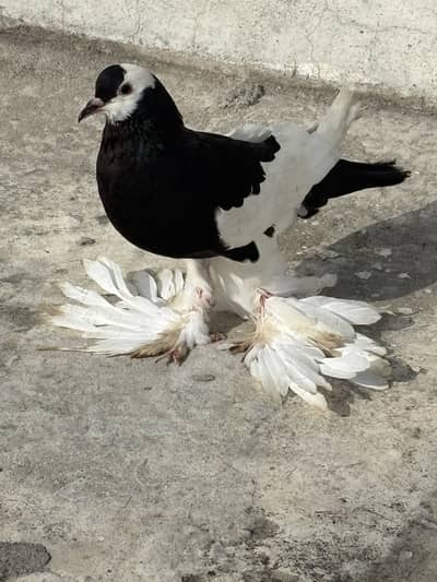 Ghubara Breeder female