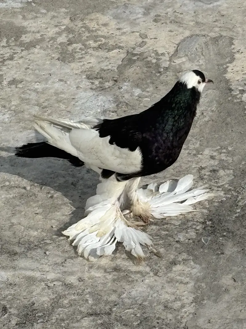 Ghubara Breeder female — photo 3