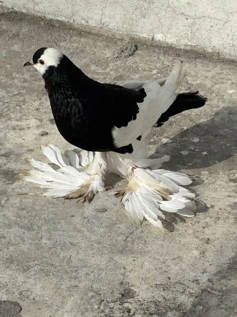 Ghubara Breeder female — photo 4
