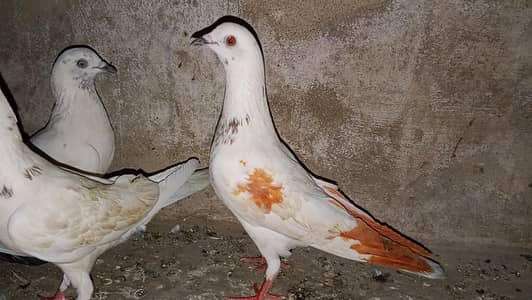 pati kabili  parwazi pigeon full active and healthy