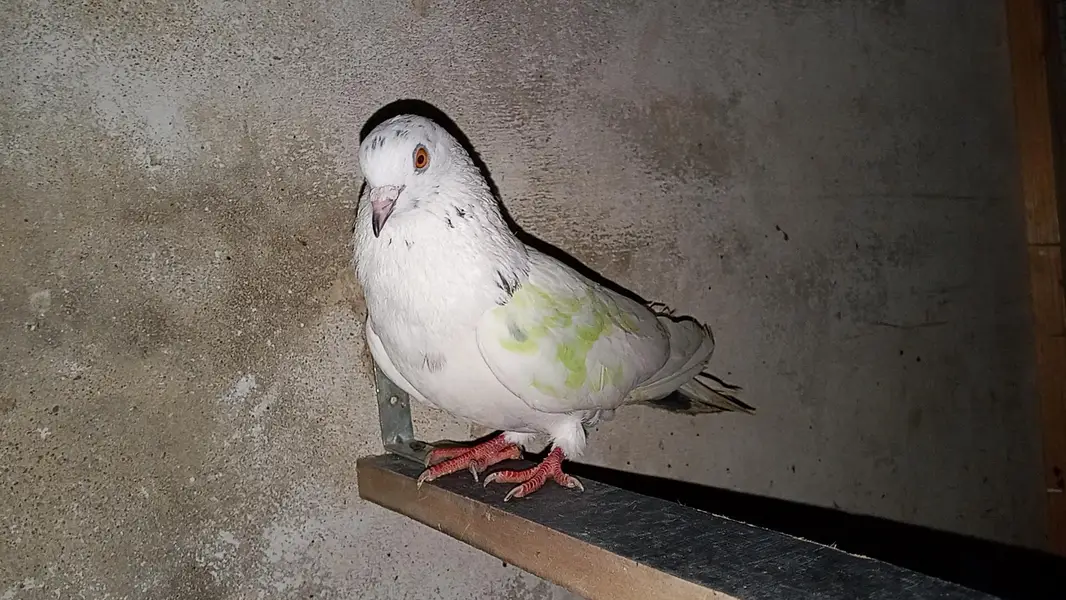 pati kabili  parwazi pigeon full active and healthy — photo 2