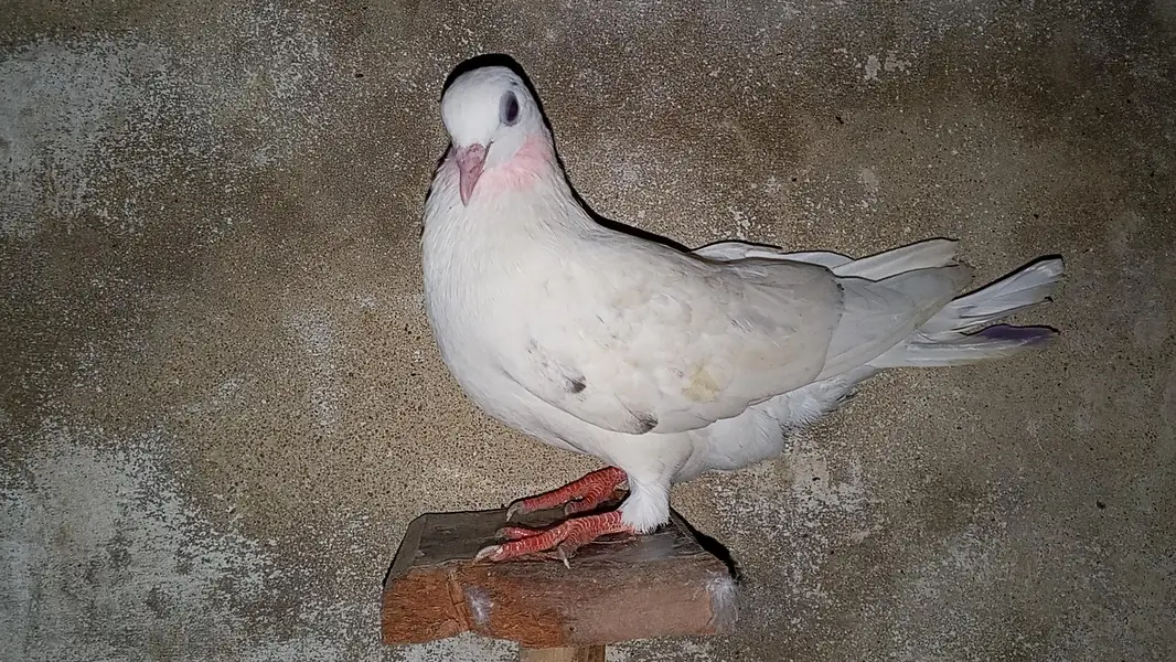 pati kabili  parwazi pigeon full active and healthy — photo 3