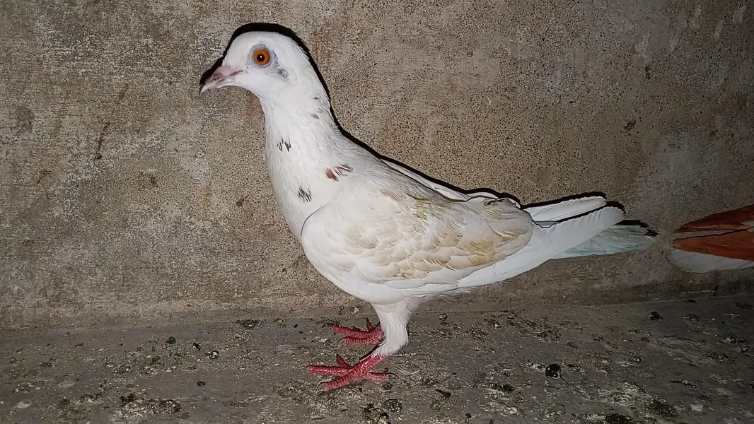 pati kabili  parwazi pigeon full active and healthy — photo 4