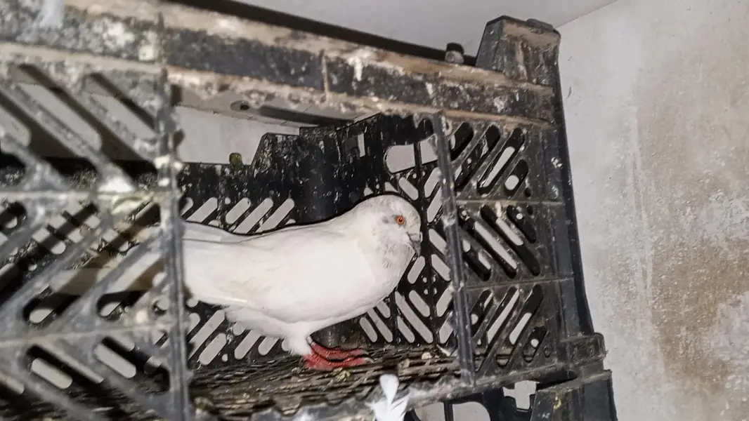 pati kabili  parwazi pigeon full active and healthy — photo 5