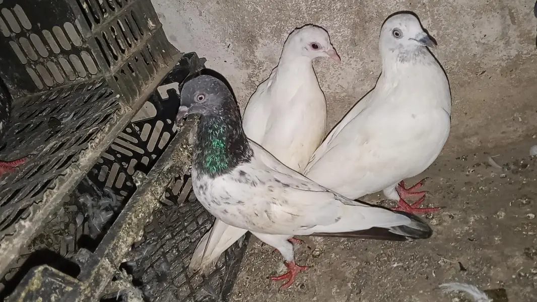 pati kabili  parwazi pigeon full active and healthy — photo 6