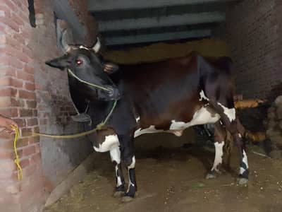 fresian cross cow second timer hfta leti ha