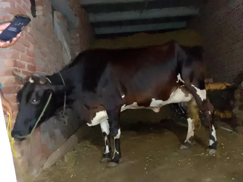 fresian cross cow second timer hfta leti ha — photo 2