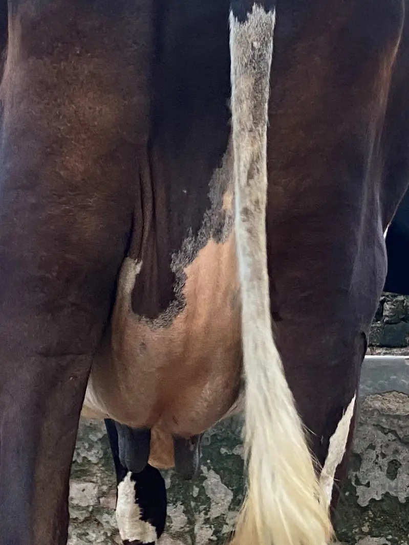 fresian cross cow second timer hfta leti ha — photo 3