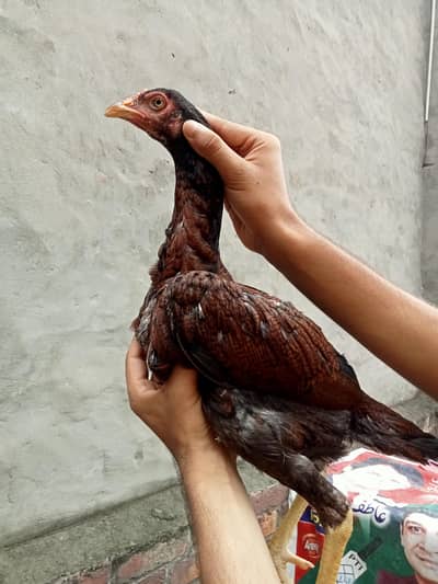 burmi cross pathi 03368772918