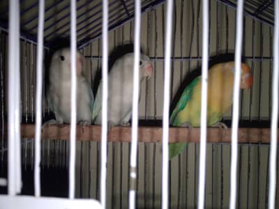love bird