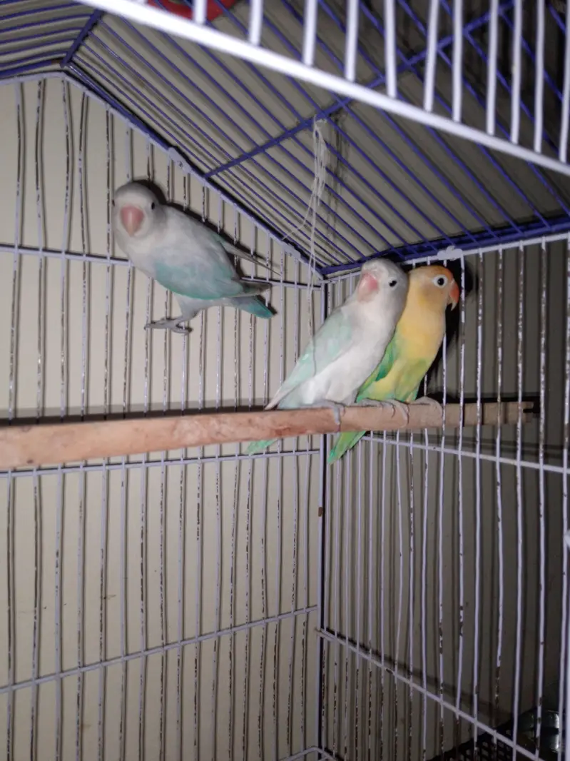 love bird — photo 2