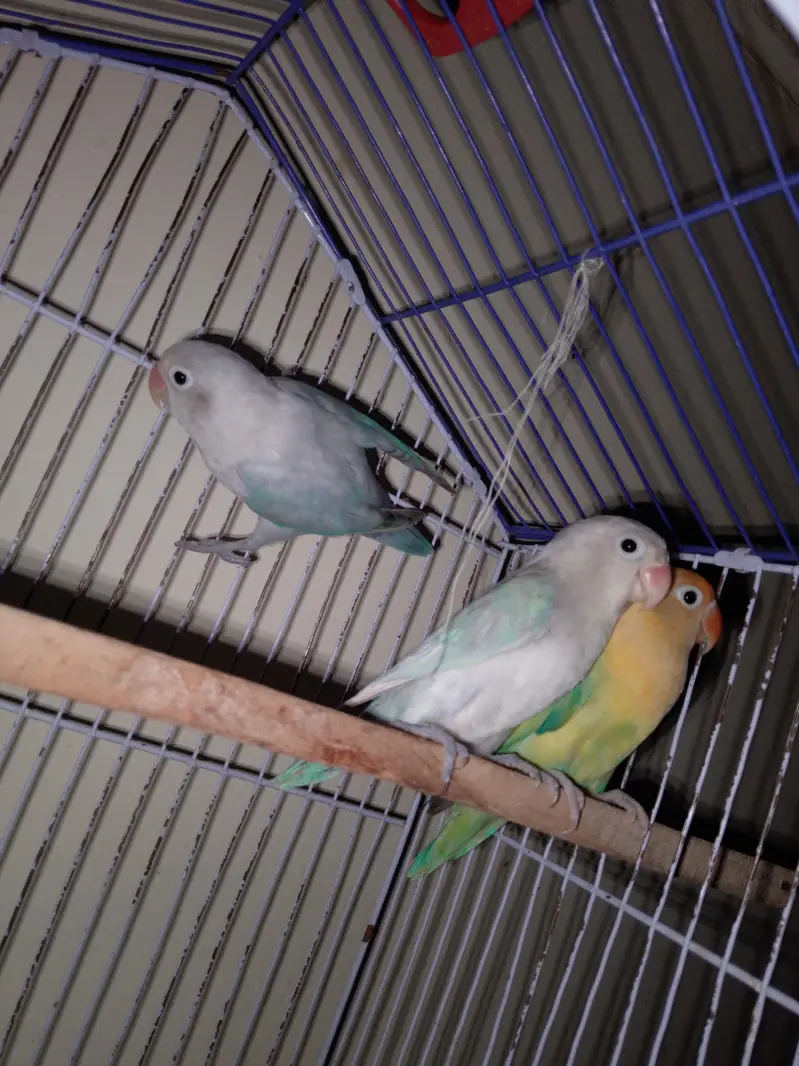 love bird — photo 3