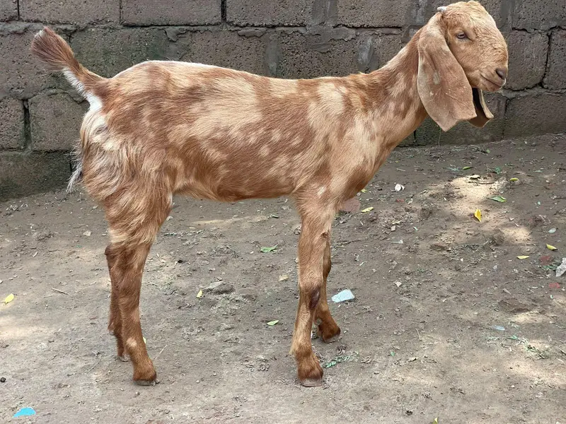 For sale location Gujrat 03144317210 — photo 3