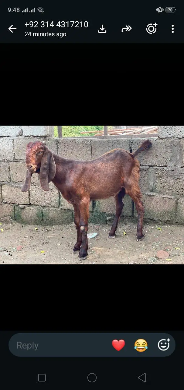 For sale location Gujrat 03144317210 — photo 4
