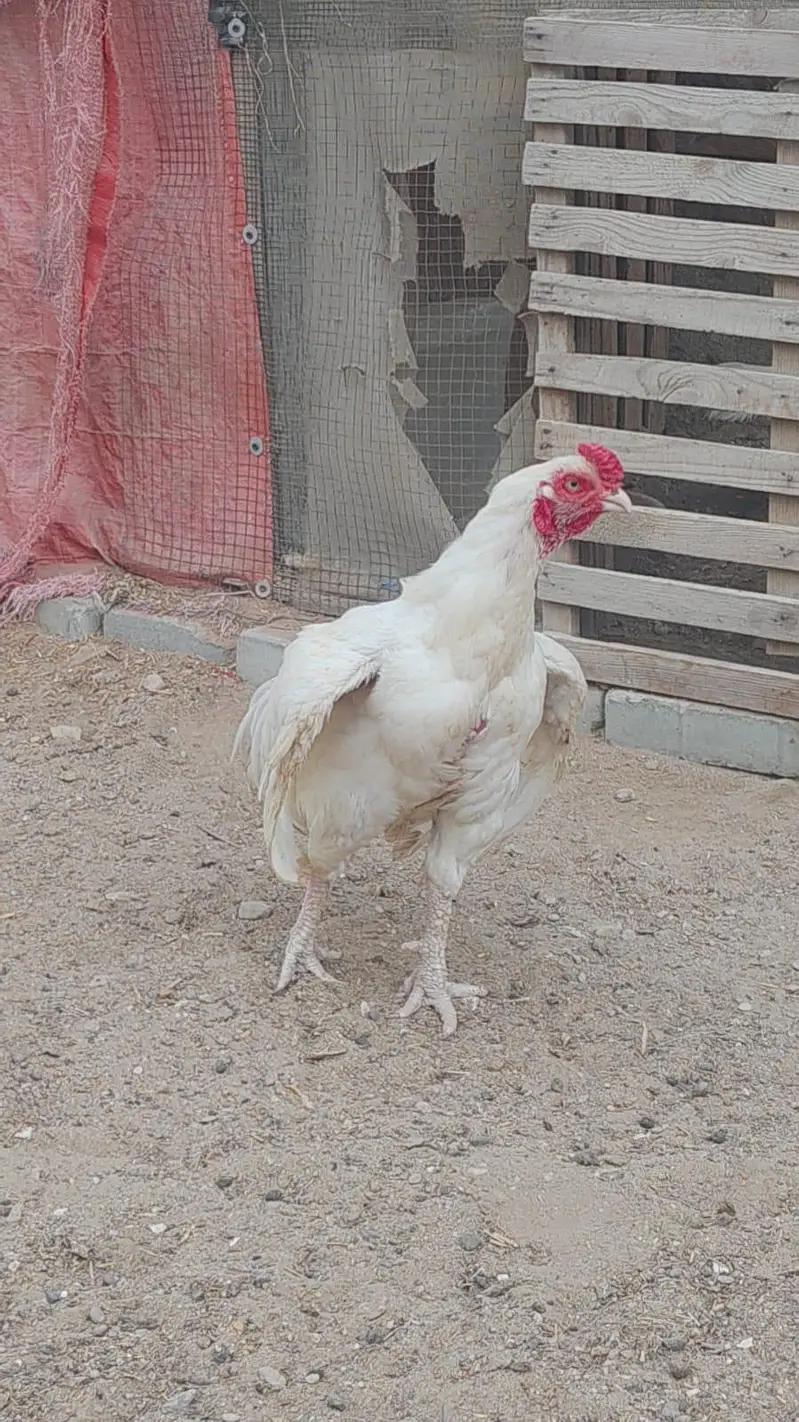 ASEEL HEERA TRIO. . — photo 3