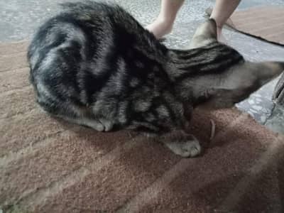 2 month bengal kitten for sale
