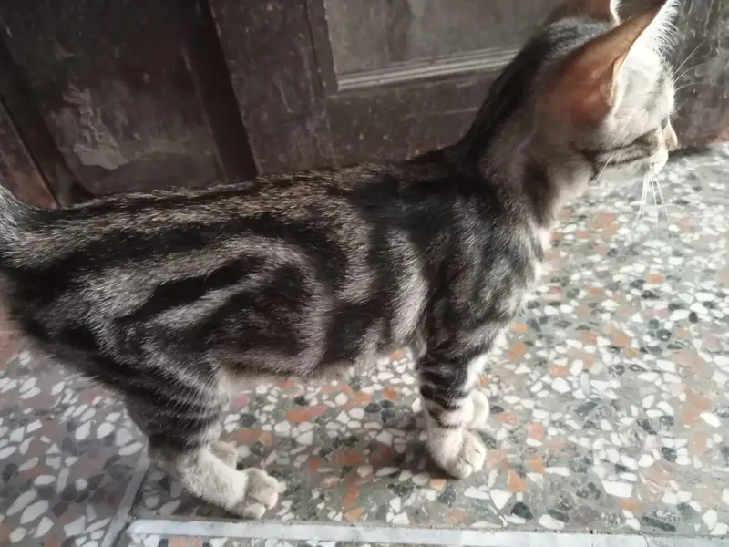 2 month bengal kitten for sale — photo 2
