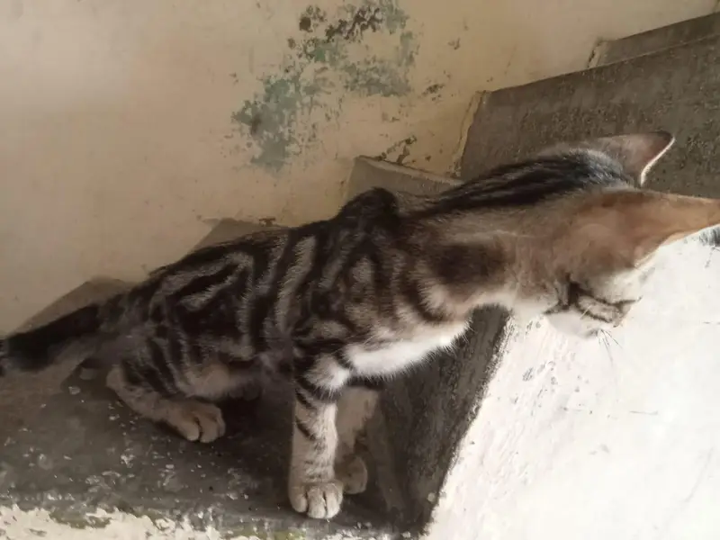 2 month bengal kitten for sale — photo 3