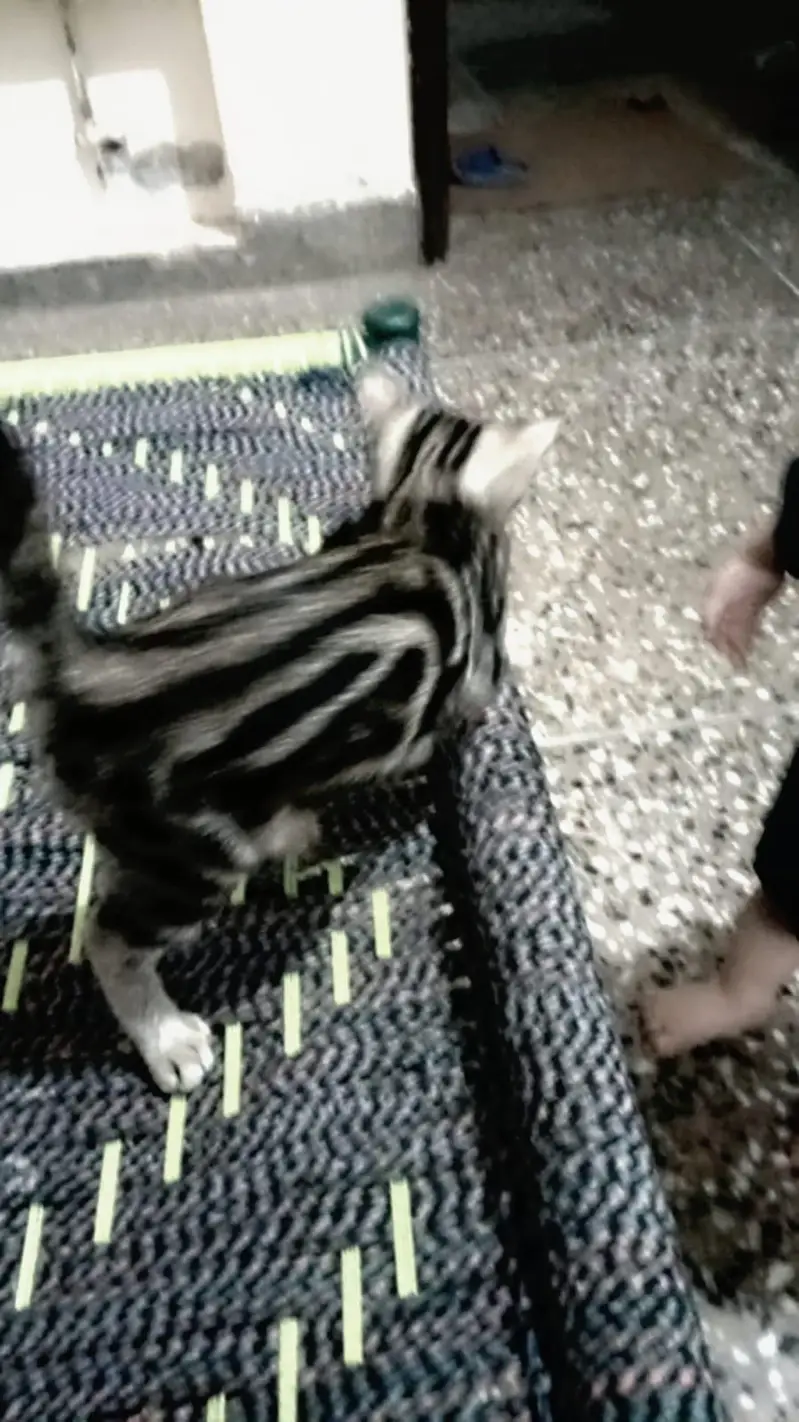 2 month bengal kitten for sale — photo 4
