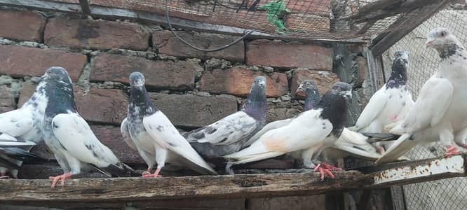 Taddi sialkoti goldan Parvazi kabotar for sale.