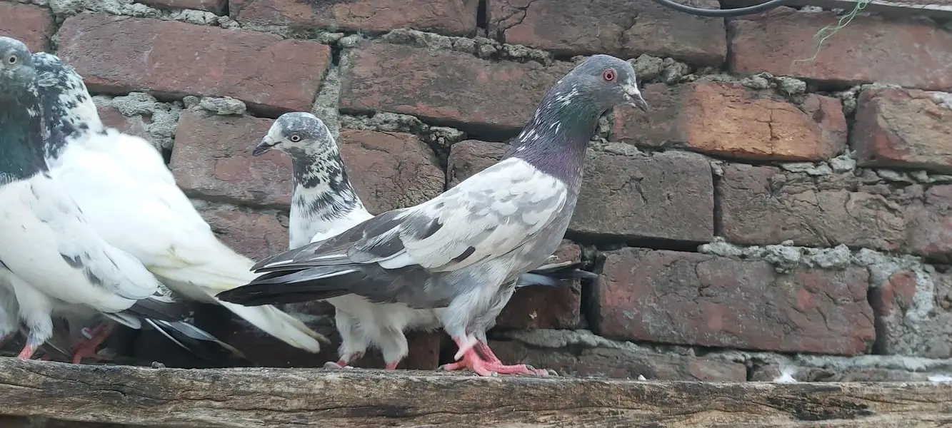 Taddi sialkoti goldan Parvazi kabotar for sale. — photo 2