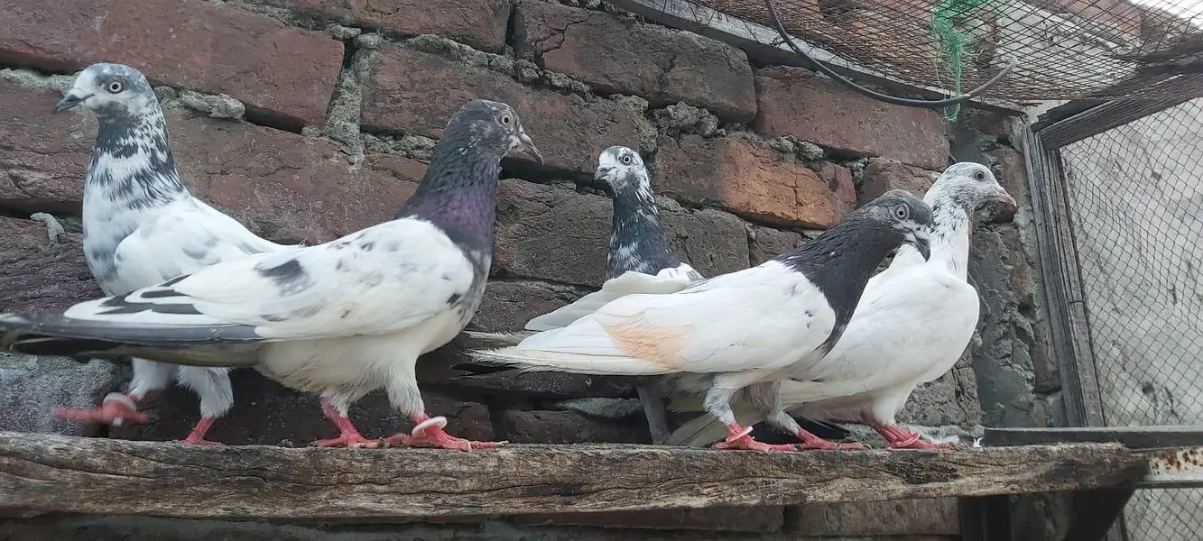 Taddi sialkoti goldan Parvazi kabotar for sale. — photo 3