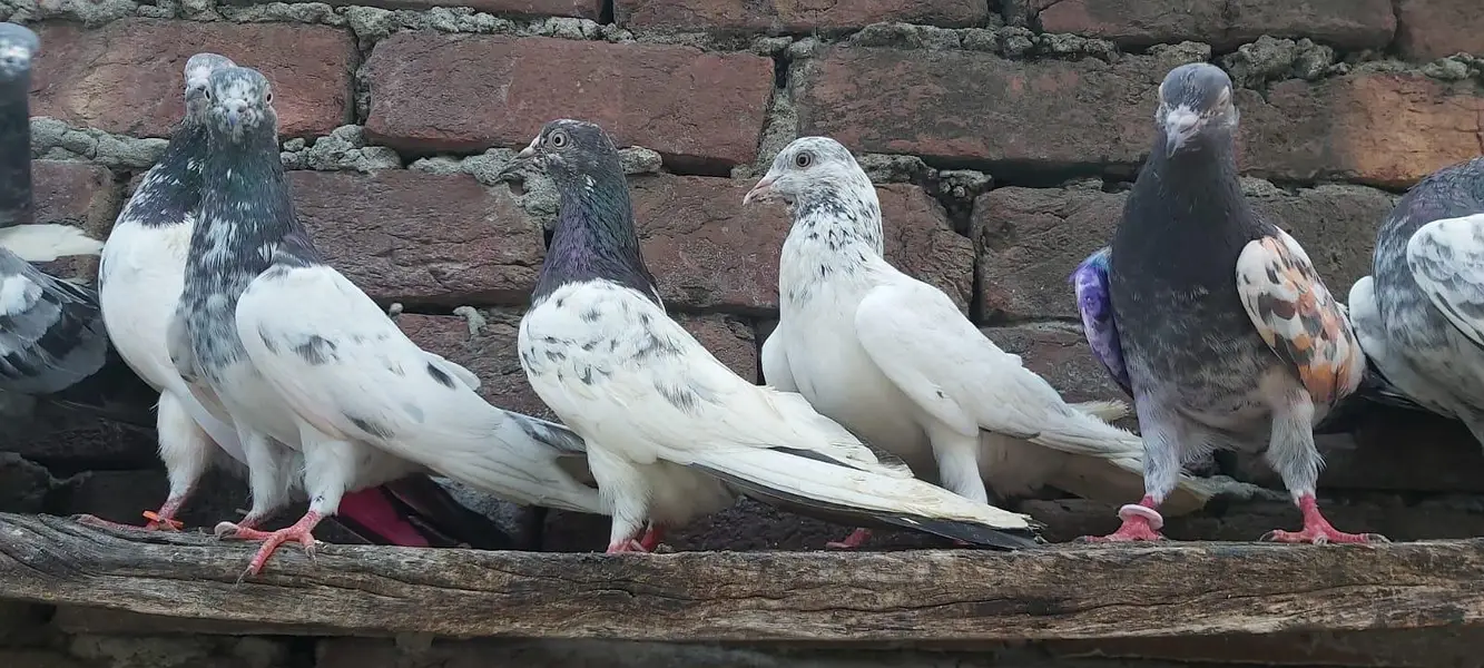 Taddi sialkoti goldan Parvazi kabotar for sale. — photo 4
