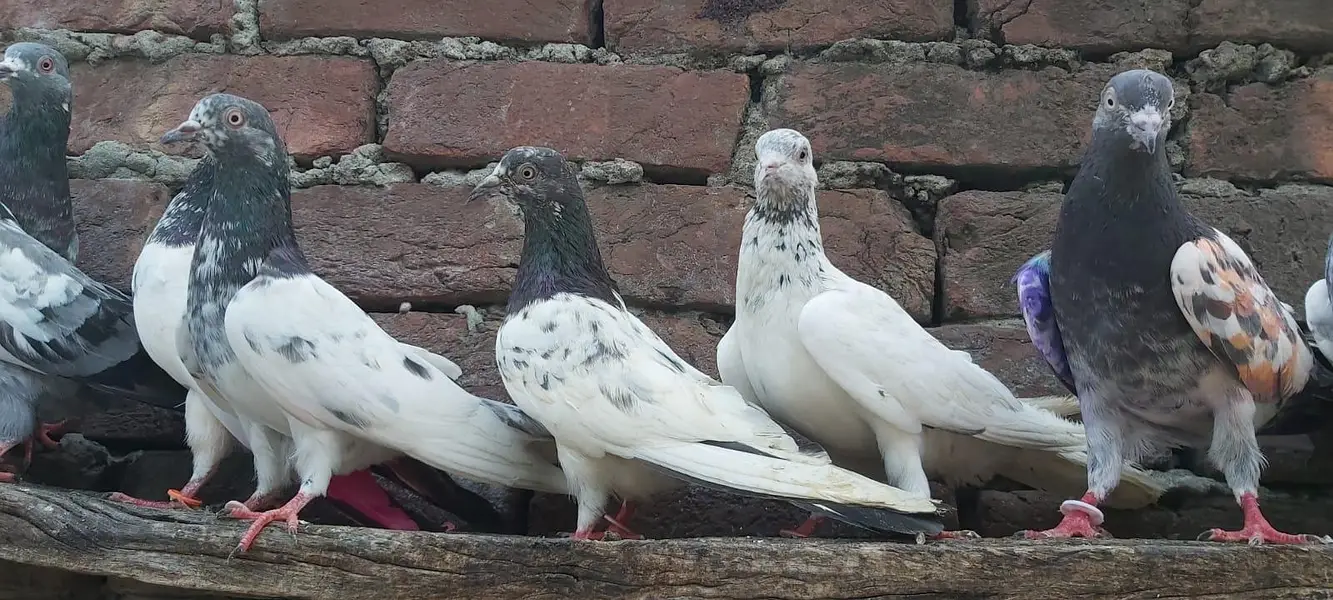 Taddi sialkoti goldan Parvazi kabotar for sale. — photo 5