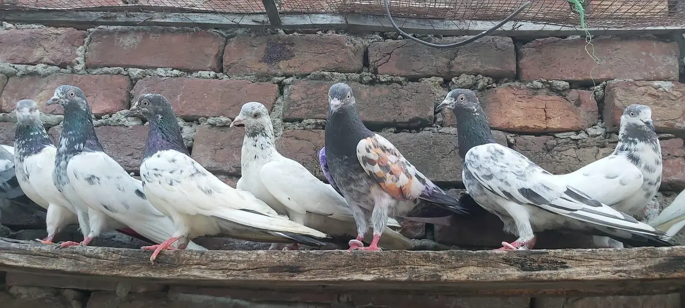 Taddi sialkoti goldan Parvazi kabotar for sale. — photo 6