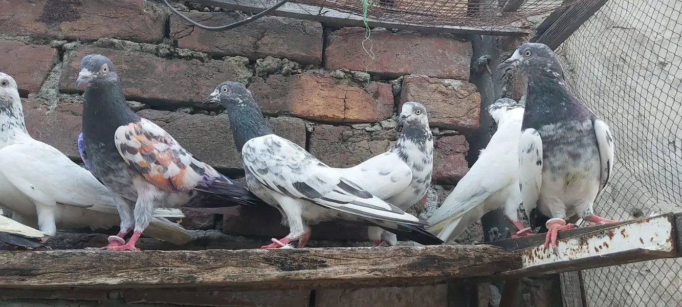Taddi sialkoti goldan Parvazi kabotar for sale. — photo 7