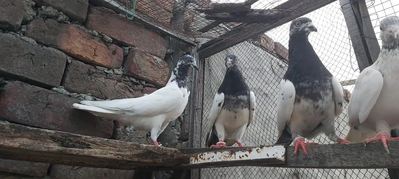 Taddi sialkoti goldan Parvazi kabotar for sale. — photo 9