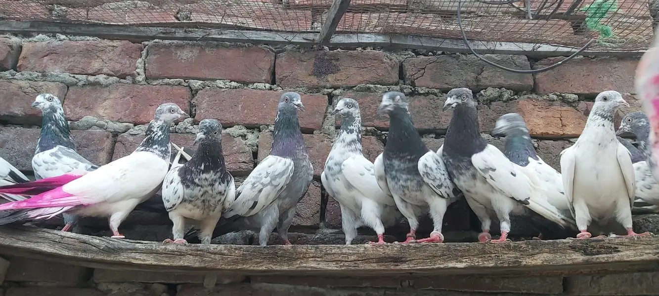 Taddi sialkoti goldan Parvazi kabotar for sale. — photo 10