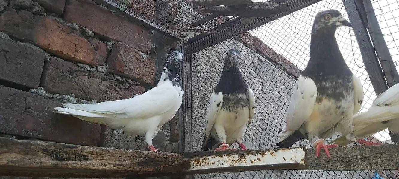 Taddi sialkoti goldan Parvazi kabotar for sale. — photo 11