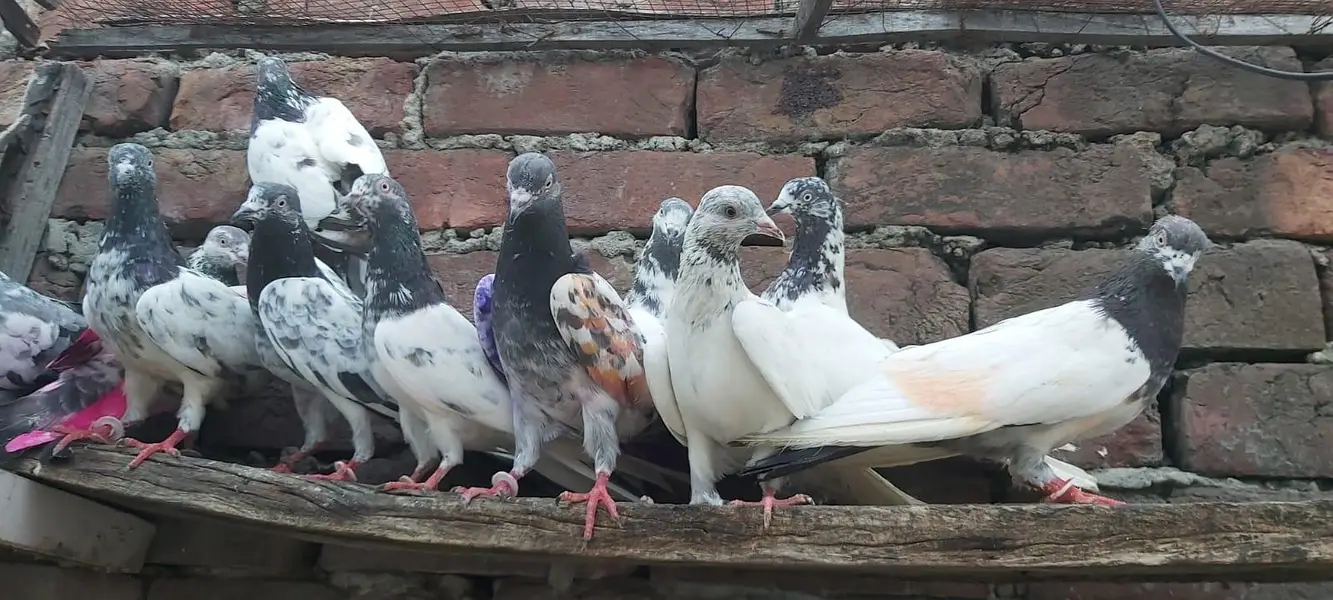 Taddi sialkoti goldan Parvazi kabotar for sale. — photo 12