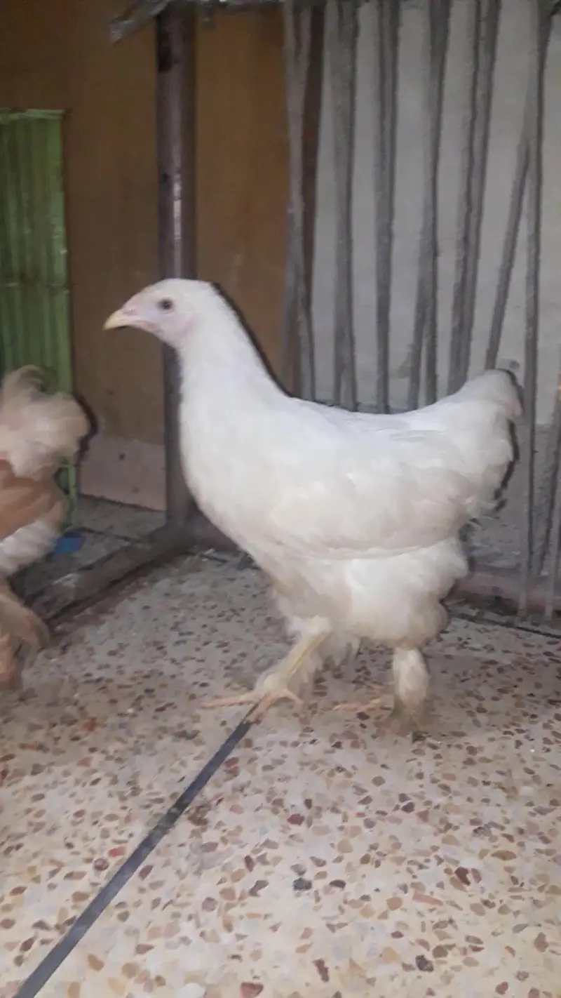 Goldan buff  and white heavy buff — photo 10