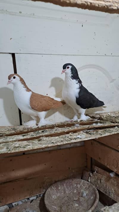 Fancy Pigeons